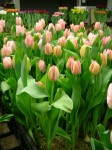 [Rejoyse Test 2006_0216Image0021.JPG]
